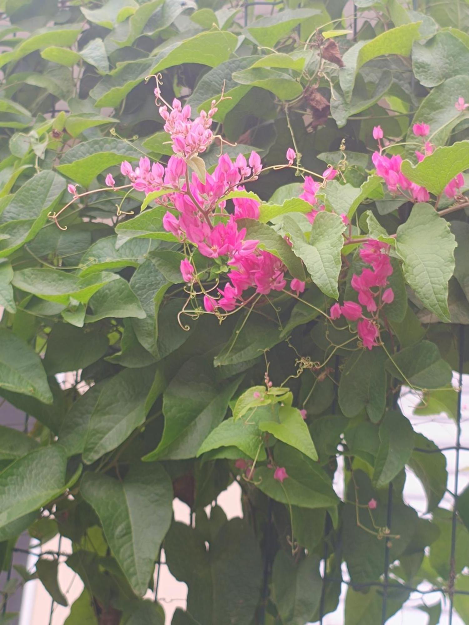 Pousada Nova Primavera Ubatuba Εξωτερικό φωτογραφία