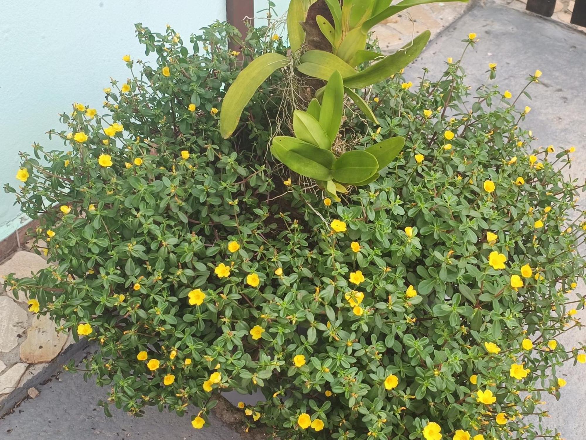 Pousada Nova Primavera Ubatuba Εξωτερικό φωτογραφία