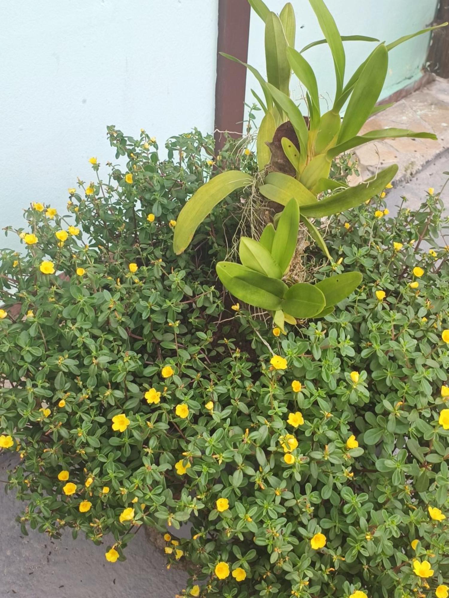 Pousada Nova Primavera Ubatuba Εξωτερικό φωτογραφία