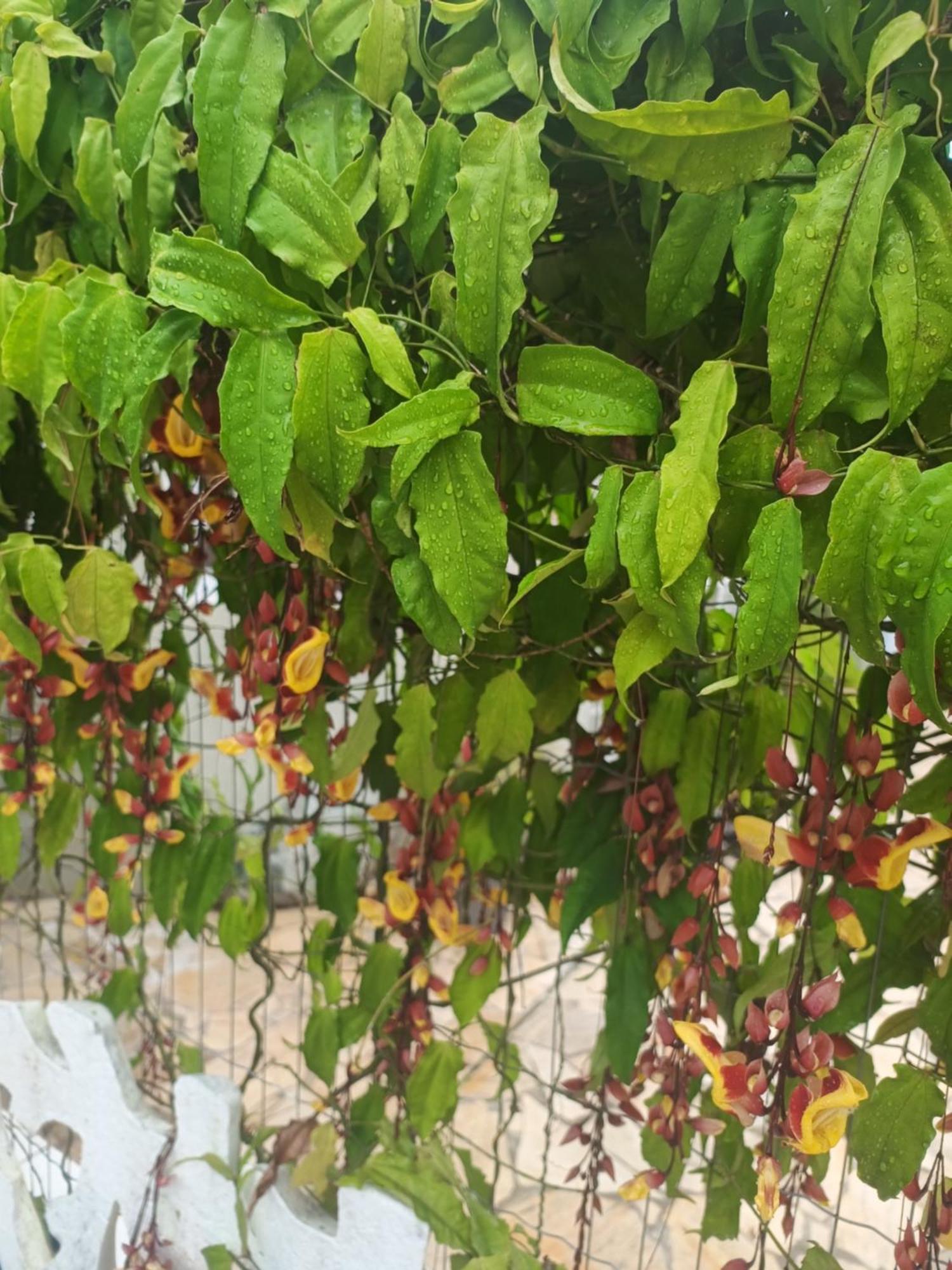 Pousada Nova Primavera Ubatuba Εξωτερικό φωτογραφία