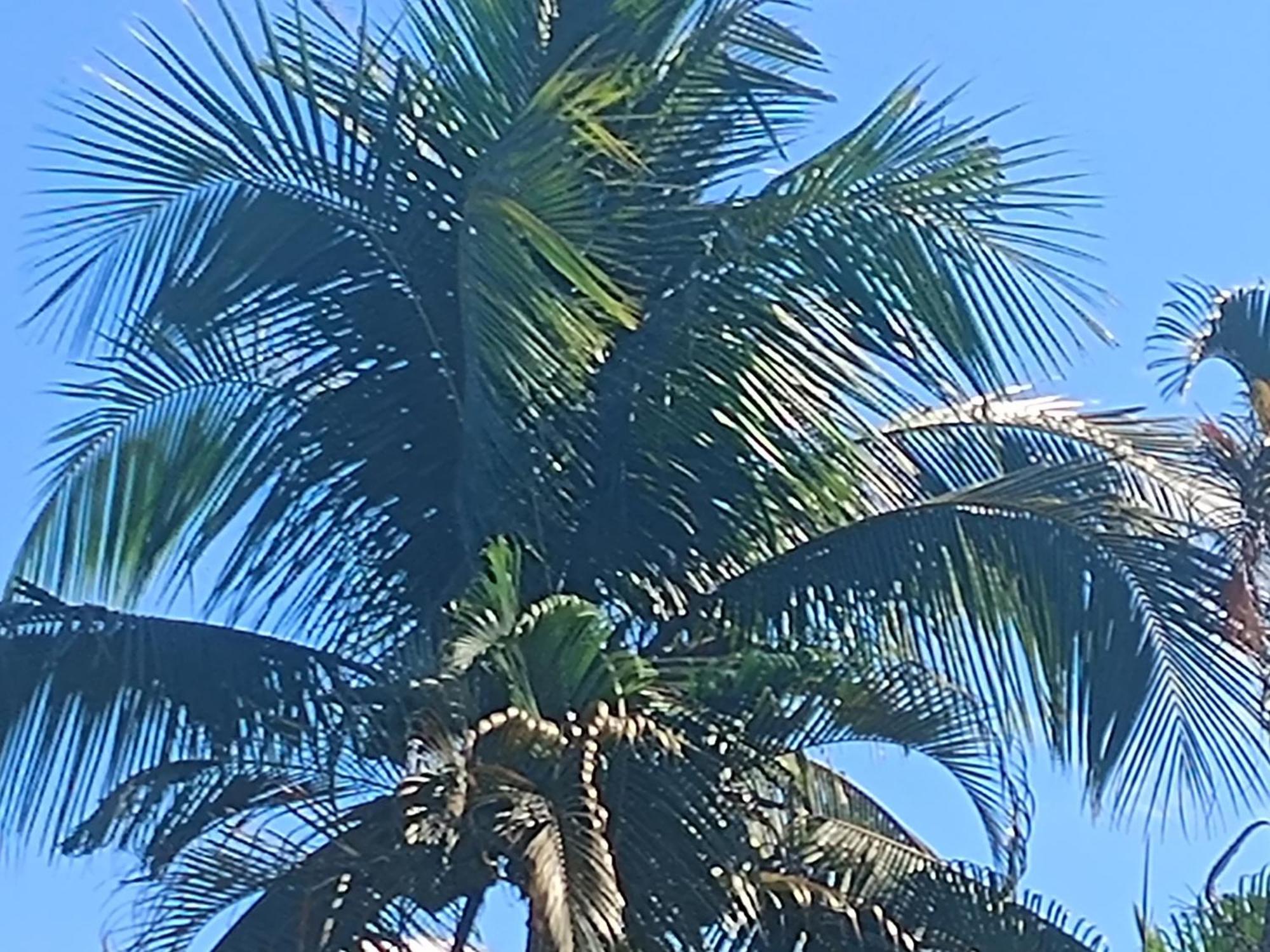 Pousada Nova Primavera Ubatuba Εξωτερικό φωτογραφία